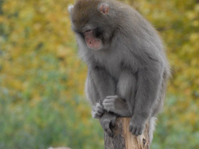 Смотреть фото Японский макак Фото Японский макак