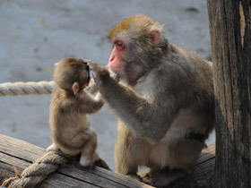 Смотреть фото Японский макак Фото Японский макак