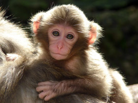 Японский макак Японский макак