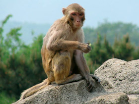Смотреть фото Макак-резус Фото Макак-резус