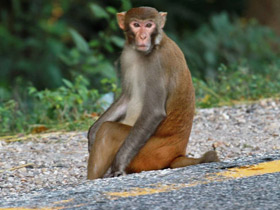 Смотреть фото Макак-резус Фото Макак-резус