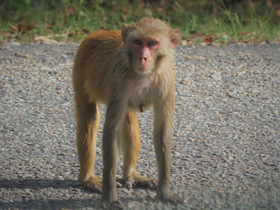 Смотреть фото Макак-резус Фото Макак-резус