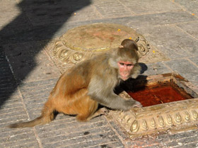 Смотреть фото Макак-резус Фото Макак-резус