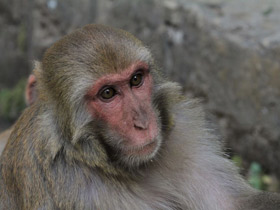 Смотреть фото Макак-резус Фото Макак-резус