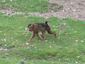 Смотреть фото Свинохвостый макак Фото Свинохвостый макак