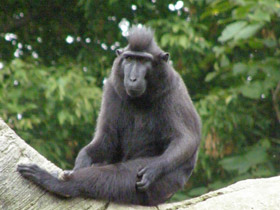 Смотреть фото Хохлатый павиан Фото Хохлатый павиан