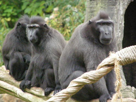 Смотреть фото Хохлатый павиан Фото Хохлатый павиан