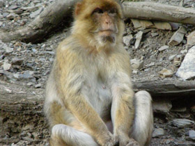 Смотреть фото Берберийский макак Фото Берберийский макак