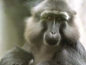 Смотреть фото Тонкский макак Фото Тонкский макак