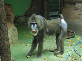 Фото Мандрил