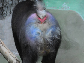 Фото Мандрил