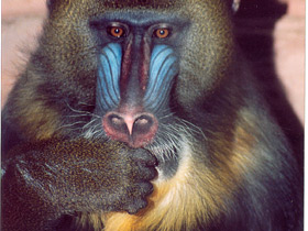 Фото Мандрил