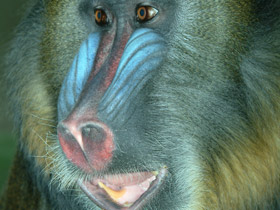 Фото Мандрил