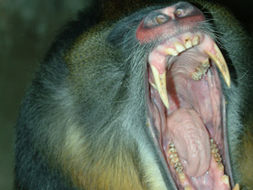 Фото Мандрил