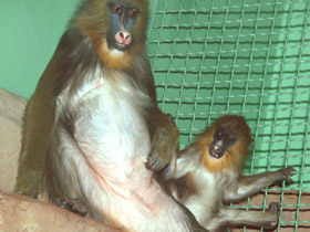 Фото Мандрил