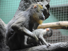 Фото Мандрил