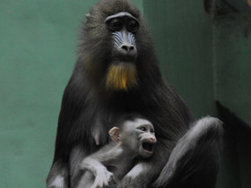 Фото Мандрил