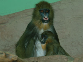 Фото Мандрил