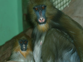 Фото Мандрил