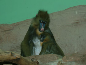 Фото Мандрил