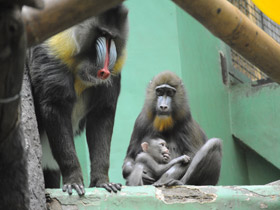 Фото Мандрил