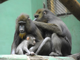 Фото Мандрил