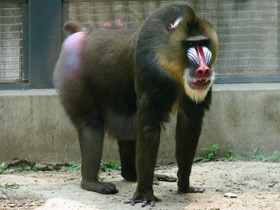 Фото Мандрил