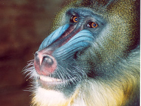 Фото Мандрил