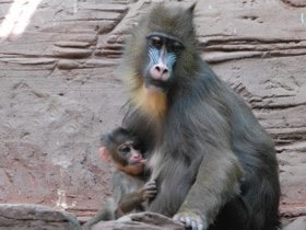 Фото Мандрил