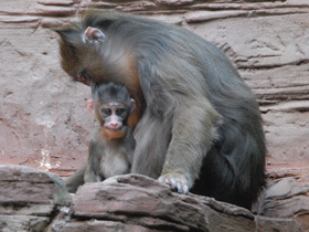 Фото Мандрил