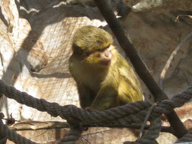 Смотреть фото Карликовая мартышка Фото Карликовая мартышка