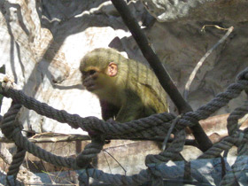 Смотреть фото Карликовая мартышка Фото Карликовая мартышка