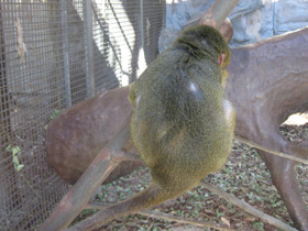 Смотреть фото Карликовая мартышка Фото Карликовая мартышка