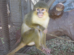 Смотреть фото Карликовая мартышка Фото Карликовая мартышка