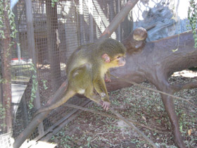 Смотреть фото Карликовая мартышка Фото Карликовая мартышка