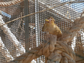 Смотреть фото Карликовая мартышка Фото Карликовая мартышка