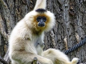 Смотреть фото Желтощёкий гиббон Фото Желтощёкий гиббон