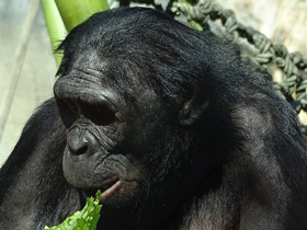 Смотреть фото Бонобо Фото Бонобо