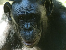 Смотреть фото Бонобо Фото Бонобо