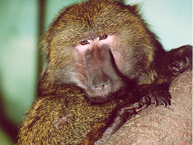 Смотреть фото Павиан-анубис Фото Павиан-анубис