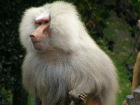 Смотреть фото Гамадрил Фото Гамадрил