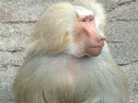 Смотреть фото Гамадрил Фото Гамадрил