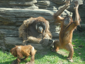 Фото Обезьяны