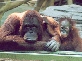 Суматранский орангутан Суматранский орангутан