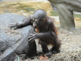 Смотреть фото Борнейский орангутан Фото Борнейский орангутан