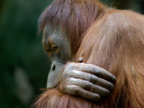 Смотреть фото Борнейский орангутан Фото Борнейский орангутан