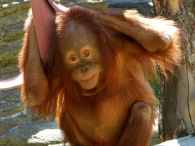 Смотреть фото Борнейский орангутан Фото Борнейский орангутан