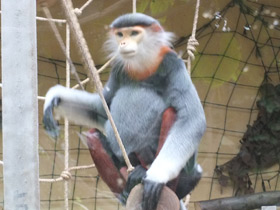 Смотреть фото Немейский тонкотел Фото Немейский тонкотел