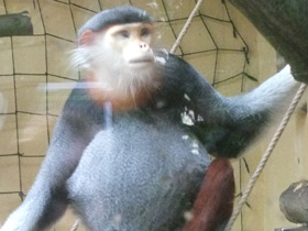 Смотреть фото Немейский тонкотел Фото Немейский тонкотел