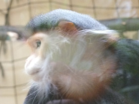 Смотреть фото Немейский тонкотел Фото Немейский тонкотел